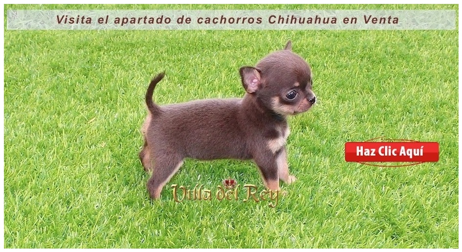 Chihuahuas en Badajoz